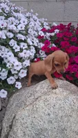  Dinky Slinky, a male Miniature Dachshund for sale in Ashland, OH – 2 of 7