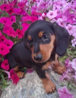 Oscar , a male Miniature Dachshund for sale in Ashland, OH – 1 of 8