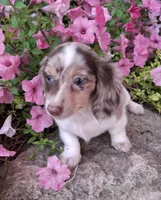 Alfredo Noodle, a male Miniature Dachshund for sale in Ashland, OH – 1 of 7
