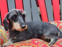 Sofia , a female Miniature Dachshund for sale in Ashland, OH – 7 of 7