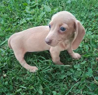 Lavander Rose, a female Miniature Dachshund for sale in Ashland, OH – 1 of 7