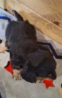 Chip, a male Miniature Dachshund for sale in Ashland, OH – 5 of 8