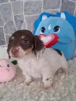 Little Peanut AKC, a male Miniature Dachshund for sale in Ashland, OH – Photo 4 of 8