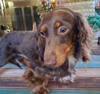 Little Peanut AKC, a male Miniature Dachshund for sale in Ashland, OH – Photo 7 of 8