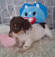 Little Peanut AKC, a male Miniature Dachshund for sale in Ashland, OH – Photo 5 of 8