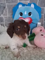 Little Peanut AKC, a male Miniature Dachshund for sale in Ashland, OH – Photo 3 of 8