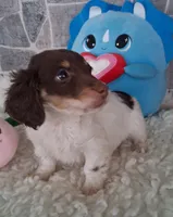 Little Peanut AKC, a male Miniature Dachshund for sale in Ashland, OH – Photo 2 of 8