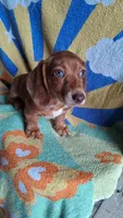 Dasher, a male Miniature Dachshund for sale in Ashland, OH – 4 of 7