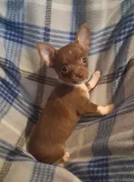 Yoshi, a male Chihuahua for sale in Ashland, OH – 5 of 7