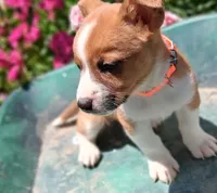 Pickles, a male Jack Russell Terrier and Miniature Dachshund for sale in Ashland, OH – 3 of 8