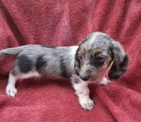 Violet Star AKC, a female Miniature Dachshund for sale in Ashland, OH – 2 of 8