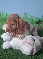 Ollie, a male Miniature Dachshund for sale in Ashland, OH – 5 of 8