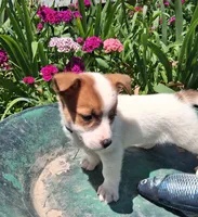 Cracker Jack , a male Jack Russell Terrier and Miniature Dachshund for sale in Ashland, OH – 2 of 7
