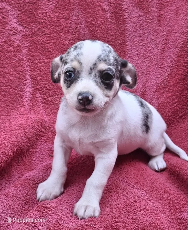 Cosmo – Chihuahua, Toy Fox Terrier puppy for sale in Ashland, OH