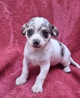 Cosmo, a male Chihuahua and Toy Fox Terrier for sale in Ashland, OH – 1 of 6