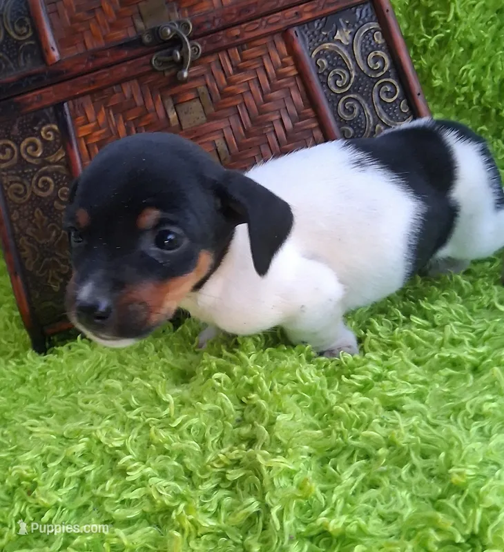 Spanky – Jack Russell Terrier, Miniature Dachshund puppy for sale in Ashland, OH