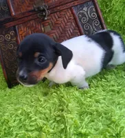 Spanky, a female Jack Russell Terrier and Miniature Dachshund for sale in Ashland, OH – 1 of 9