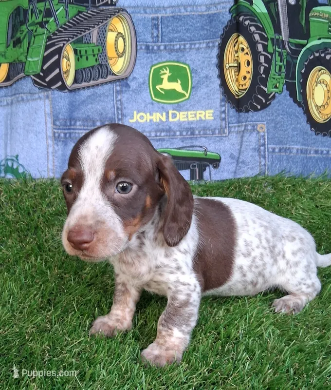 Milo – Miniature Dachshund puppy for sale in Ashland, OH