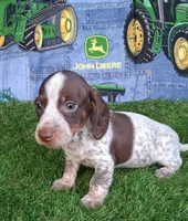 Milo, a male Miniature Dachshund for sale in Ashland, OH – 1 of 9