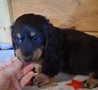 Dale, a male Miniature Dachshund for sale in Ashland, OH – 3 of 8
