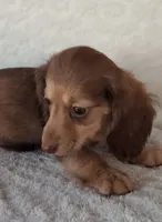 Mocha , a female Miniature Dachshund for sale in Ashland, OH – 4 of 7