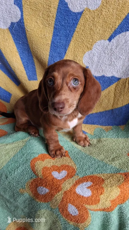 Dasher – Miniature Dachshund puppy for sale in Ashland, OH