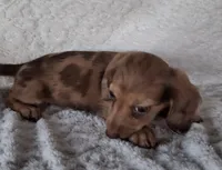Bubbles, a female Miniature Dachshund for sale in Ashland, OH – 5 of 8