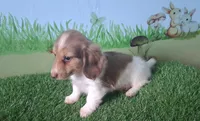Arlo, a male Miniature Dachshund for sale in Ashland, OH – 5 of 9