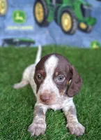 Milo, a male Miniature Dachshund for sale in Ashland, OH – 5 of 9