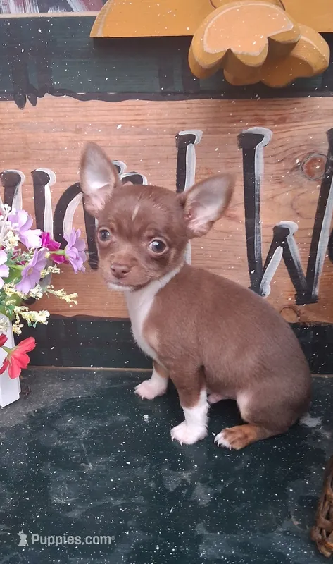 Yoshi – Chihuahua puppy for sale in Ashland, OH