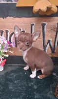 Yoshi, a male Chihuahua for sale in Ashland, OH – 1 of 7