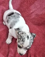 Cosmo, a male Chihuahua and Toy Fox Terrier for sale in Ashland, OH – 3 of 6