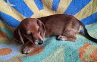 Ziggy, a male Miniature Dachshund for sale in Ashland, OH – 2 of 7
