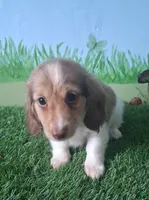 Arlo, a male Miniature Dachshund for sale in Ashland, OH – 4 of 9