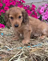 Pancake, a male Miniature Dachshund for sale in Ashland, OH – 2 of 5