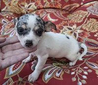 Sky, a female Chihuahua and Toy Fox Terrier for sale in Ashland, OH – 4 of 6