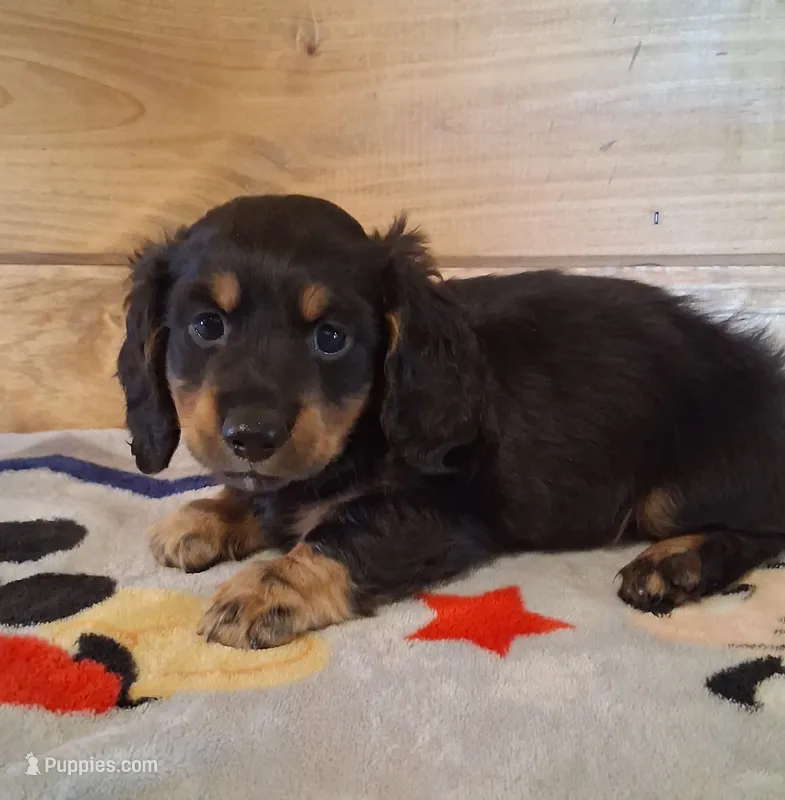Chip – Miniature Dachshund puppy on hold in Ashland, OH