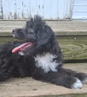 Velvet , a female Poodle - Miniature  and Miniature Australian Shepherd for sale in Ashland, OH – 2 of 10