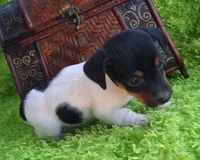 Spanky, a female Jack Russell Terrier and Miniature Dachshund for sale in Ashland, OH – 5 of 9