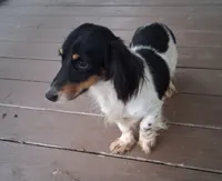 Candy, a male Miniature Dachshund for sale in Ashland, OH – 6 of 8