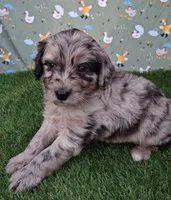 Pongo, a male Poodle - Miniature  and Miniature Australian Shepherd for sale in Ashland, OH – 4 of 8