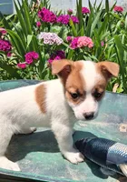 Cracker Jack , a male Jack Russell Terrier and Miniature Dachshund for sale in Ashland, OH – 4 of 7