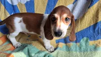 Cooper, a male Miniature Dachshund for sale in Ashland, OH – 2 of 7