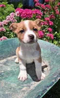 Peanut, a male Jack Russell Terrier and Miniature Dachshund for sale in Ashland, OH – 2 of 7