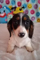 Noodles, a male Miniature Dachshund for sale in Ashland, OH – Photo 3 of 8