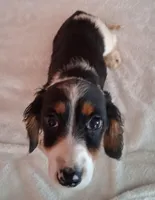 Noodles, a male Miniature Dachshund for sale in Ashland, OH – Photo 2 of 8