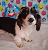 Noodles, a male Miniature Dachshund for sale in Ashland, OH – Photo 1 of 8