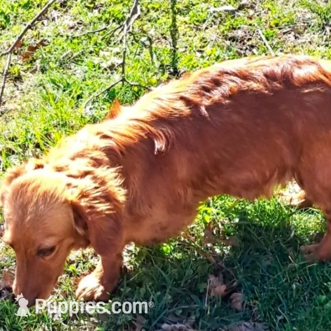 Noodles, a male Miniature Dachshund for sale in Ashland, OH – Photo 8 of 8