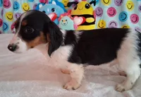 Noodles, a male Miniature Dachshund for sale in Ashland, OH – Photo 5 of 8