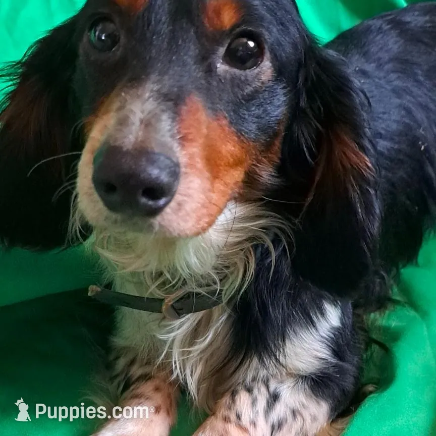 Noodles, a male Miniature Dachshund for sale in Ashland, OH – Photo 6 of 8